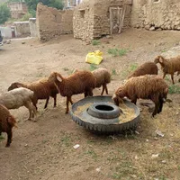 انگوت|حیوانات مزرعه|گرمی, |دیوار