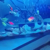 آکواریوم شیشه ای