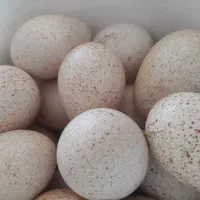 تخم بوقلمون نطفه دار