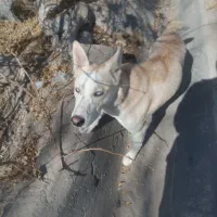 فروش سگ هاسکی|سگ|یزد, |دیوار