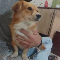 سگ گم شده