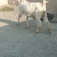 سه تا بز با پنجتا کهره مخصوص داشتی و ی گیسه مایع|حیوانات مزرعه|فاریاب, |دیوار