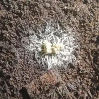 کرم گریندال نوعی کرم سفید غذای ماهی و بچه ماهی