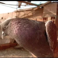 فروش نر قرمز