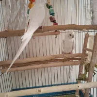 عروس هلندی آلبینو سفید