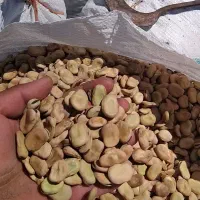 باقالی طارم