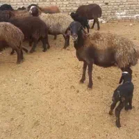 میش دو شکم سه شکم با بره باشیشک