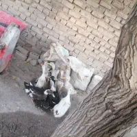 اردک