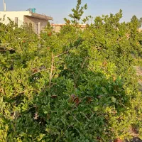 باغچه قطره ای، سند دار آب شیرین|فروش دفتر صنعتی، کشاورزی، تجاری|قم, هفت تیر|دیوار