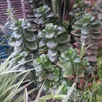 گل گندمی بادوام و زیبا|گل و گیاه طبیعی|کرج, شهرک سهرابیه|دیوار