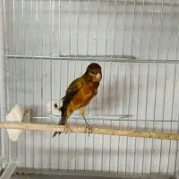 تعدادی قناری نر و ماده آماده|پرنده|کرج, شهرک بنفشه|دیوار