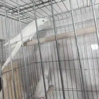 جفت عروس هلندی مولد البینو رو چهارتاتخم نطفه زده