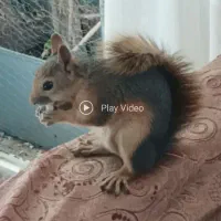 حیوانات گمشده|حیوانات|پردیس, فاز ۱|دیوار