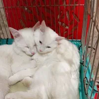 گربه پرشین وان|گربه|تبریز, |دیوار