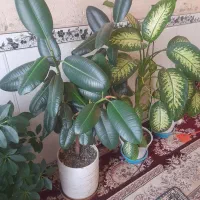 سلام 4گلدون گل طبیعی شیک