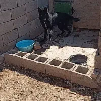 ژرمن بلک شولاین