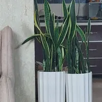 گیاه با گلدان