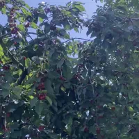 ملک-کشاورزی-با-مجوز-اتاق-و-اب-و-برق-و-گاز-و-محصور