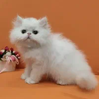 بچه گربه های عروسکی ( مجموعه ایران کتز)|گربه|چالوس, |دیوار