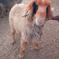 فروش قوچ تخمی