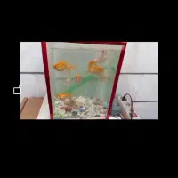 ماهی اکواریومی قرمز و درشت 3ساله غذاخور توافقی|ماهی|بروجرد, |دیوار