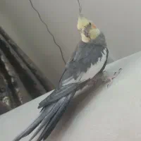 عروس هلندی سخنگو