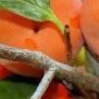 راهنمایی خرمالو وحشی