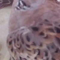 بلدرچین