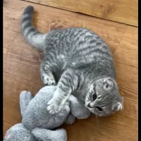 اسکاتیش دبل فولد ماده