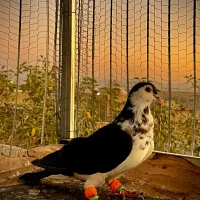 ساده،راست دم افشون،طوقی