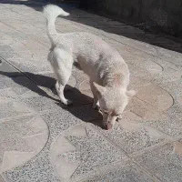 سگ پاکوتاه|سگ|بم, |دیوار