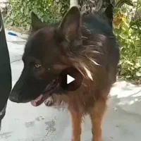 سگ ژرمن شولاین