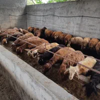 فروش گوسفندبره پرواری درجه یک بالای ۶۰ کیلو|حیوانات مزرعه|قائم‌شهر, |دیوار