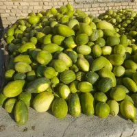 هندوانه دیم