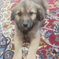 واگذاری توله اشپیتز|سگ|جهرم, |دیوار