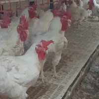 فروش خروس زنده