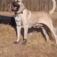 واگذاری سگ سرابی