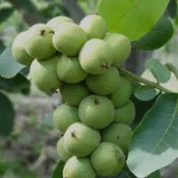 بدون واسطه و مستقیم از نهالستان بخرید|خدمات باغبانی و درختکاری|اصفهان, آزادگان|دیوار