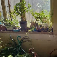 بن سای از یک ماهه تا ۱۵ساله