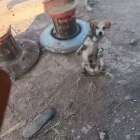 ‌پاکوتا۲ساله