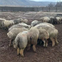 فروش ۲۵راس میش و قوچ