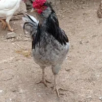 خروس گلین اصیل