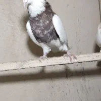 کبوتر طوقی|پرنده|همدان, |دیوار