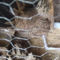 مرغ فونیکس تضعینی جوان سالم جف بشرت