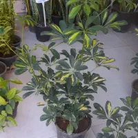 شفلرا دوشاخ سایز درشت|گل و گیاه طبیعی|قم, نیروگاه|دیوار