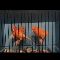 قناری رد فاکتور ماده اماده توپاز اگات موزاییک زرد|پرنده|مشهد, آزادشهر|دیوار