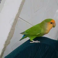 برزیلی|پرنده|پاکدشت, حصار امیر|دیوار