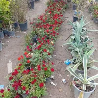 نهال های و گل های تزئینی|گل و گیاه طبیعی|تهران, حصار بوعلی|دیوار
