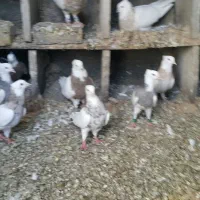 طوقی اصیل|پرنده|میانه, |دیوار