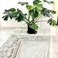 گل مونوسترای